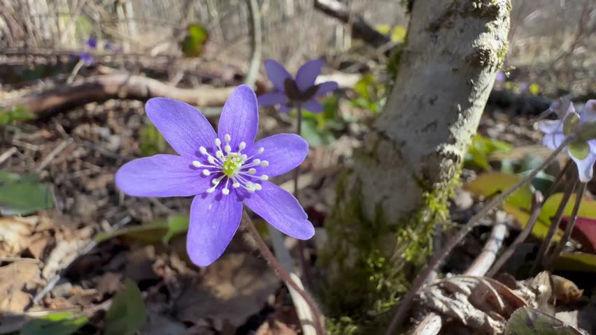 Liverwort or Anemone hepatica (Hepatica nobilis) flower moving in the wind in the wild. Saaremaa, Estonia.