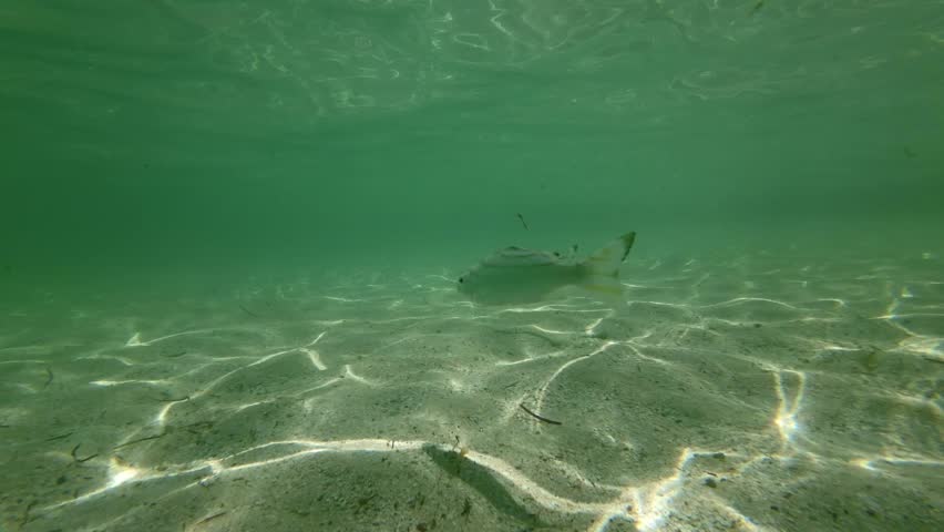 An slow-motion footage of the crescent grunter fish (Terapon jarbua) swimming in the clear shallow water of the ocean on a sunny day