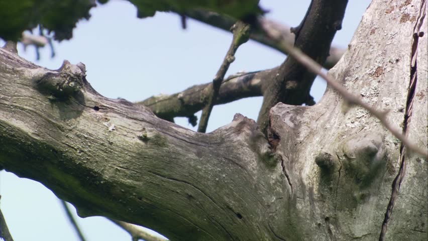 blue tit couple with food at the tree hollow