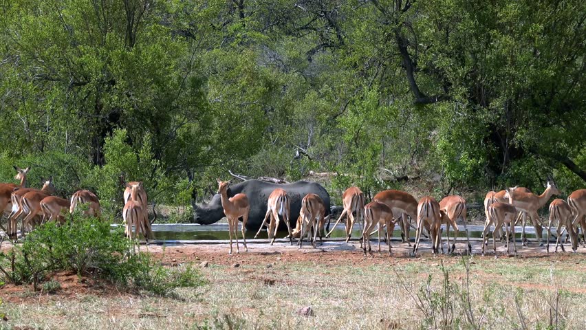 A View of a rhino stepping into the lake water, a startled herd of impala scattering and running from the shoreline in their natural habitat