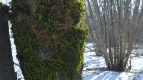 Close up footage slowly moving up a green moss covered tree bark in winter sunny nature with trees and woods visible in the background in white snow that has shadows on it. The moss is vibrant green. - Powered by Shutterstock - Get 15% off with code: PIKWIZARD15