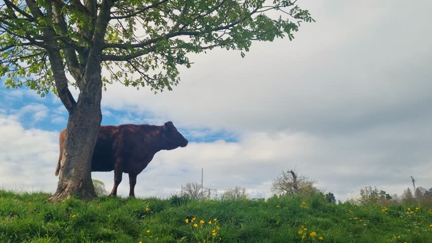 A brown dairy cow stands calmly beneath a tree on a lush pasture near Bern, Switzerland, as heavy clouds loom overhead, casting a soft, diffused light over the quiet spring scene