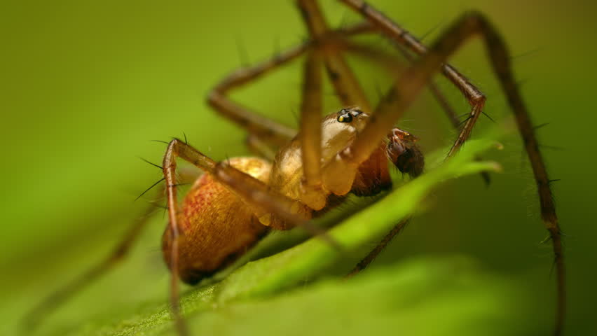 Macro view of eurasian armoured long-jawed spider (Metellina segmentata) on a leaf.