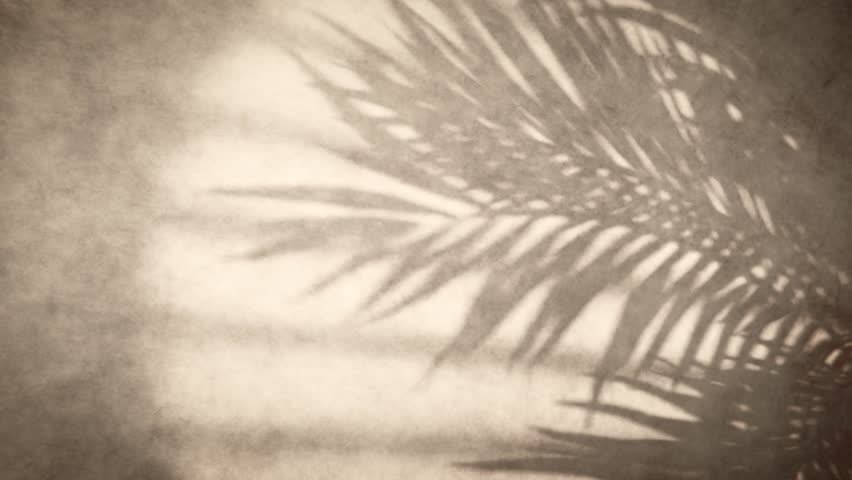 Tropical palm leaf shadow moving on a textured wall, creating a relaxing and natural ambiance. Loop animation
