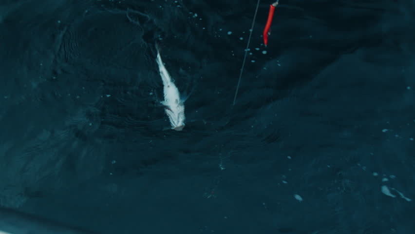 Fish caught on a hook in the deep blue sea