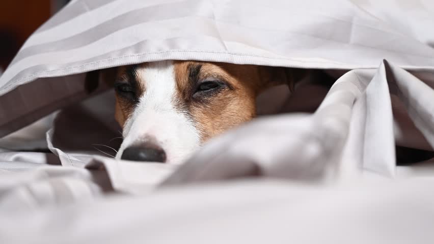A Jack Russell Terrier dog lies with its nose sticking out from under the blanket. 
