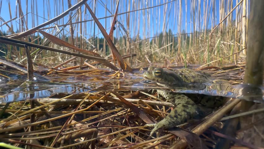 Split-shot of male Common toad (Bufo bufo) in a shallow lake. Estonia.