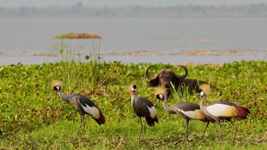 A group of grey crowned cranes (Balearica regulorum) forages near the Nile River alongside a buffalo in Murchison Falls National Park Uganda, captured in real time along the grassy wetland shore.