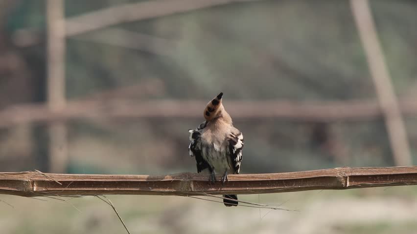 Hoopoes are distinctive birds known for their crown of feathers, black-tipped crest, and unique “oop-oop-oop” call. They inhabit open areas, feeding on insects with their long, slender bills.