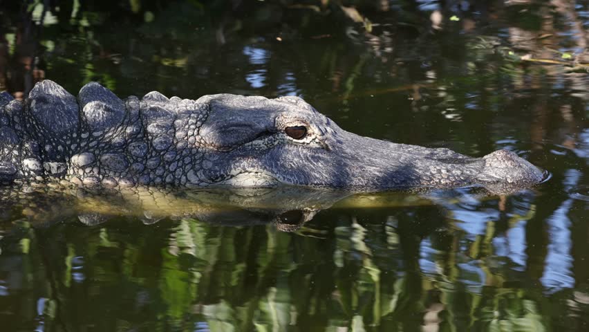Alligator in the water slowly closes its eye