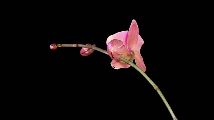 Orchid Blossoms. Blooming Red Orchid Phalaenopsis Flower on Black Background. Time Lapse. 4K.