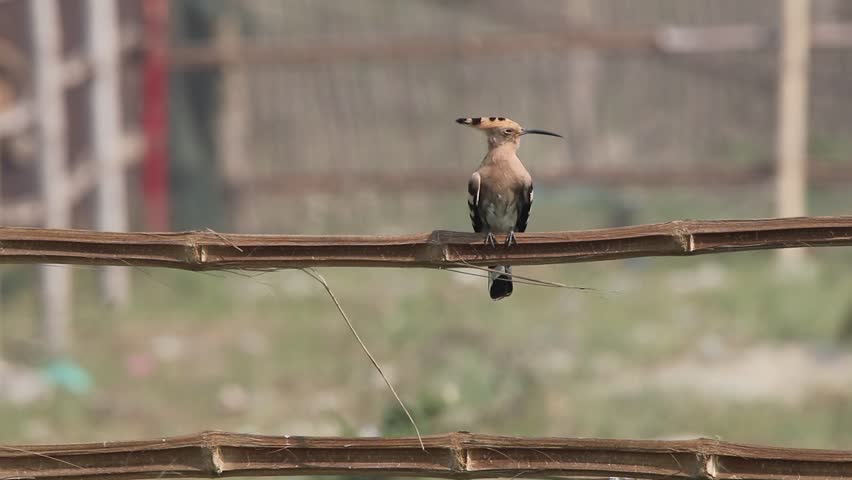 Hoopoes are distinctive birds known for their crown of feathers, black-tipped crest, and unique “oop-oop-oop” call. They inhabit open areas, feeding on insects with their long, slender bills.