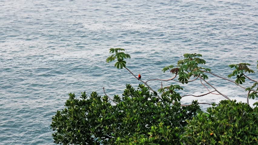 An adult Channel-billed Toucan (Ramphastos vitellinus) sits on a tree branch with the ocean in the background