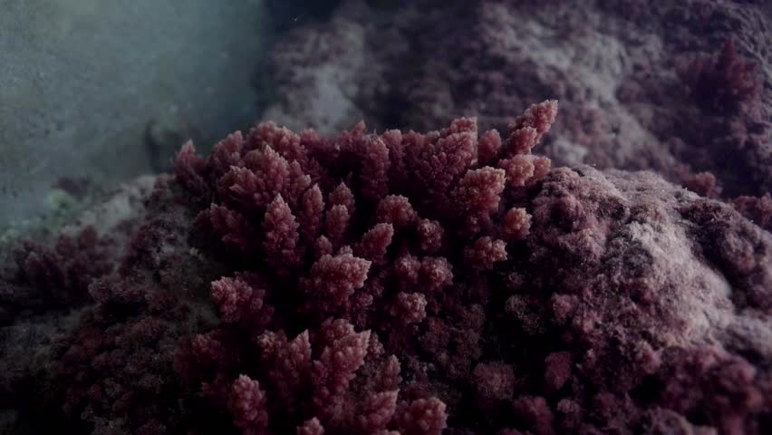 Asparagopsis taxiformis (red sea plume or limu kohu), formerly A. sanfordiana, is a species of red algae.