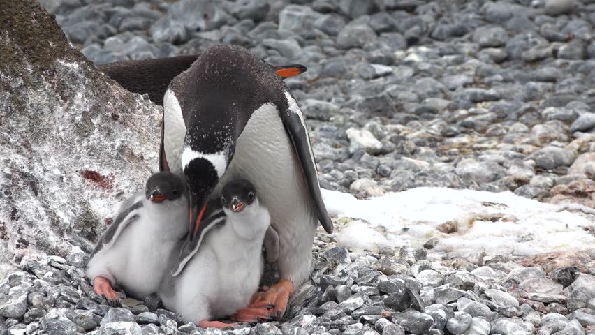 Gentoo penguins exhibit nurturing behavior, tending to their young in their natural habitat along the rocky shores of Antarctica during the breeding season, showcasing their family life.