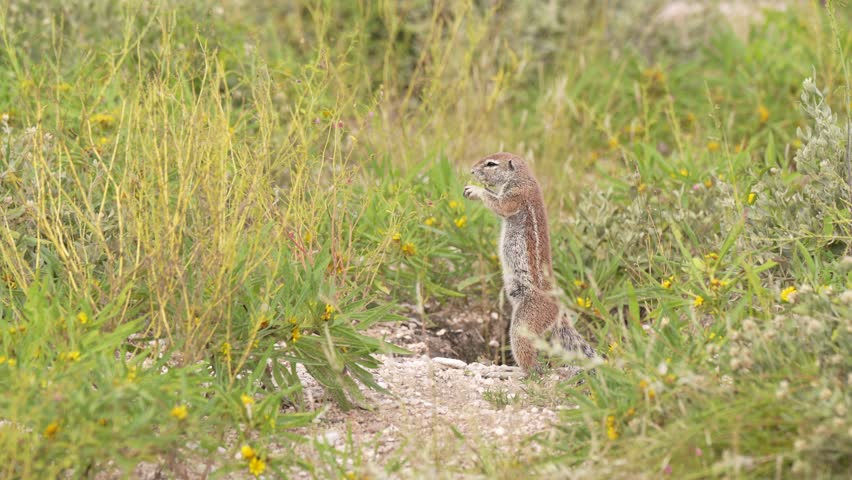 Cape Ground Squirrel, Xerus inauris, cute mammal feeding grass on the meadow, Central Kalahari in Botswana. Ground Squirrel sit up on its hind legs in the nature. Africa wildlife. 
