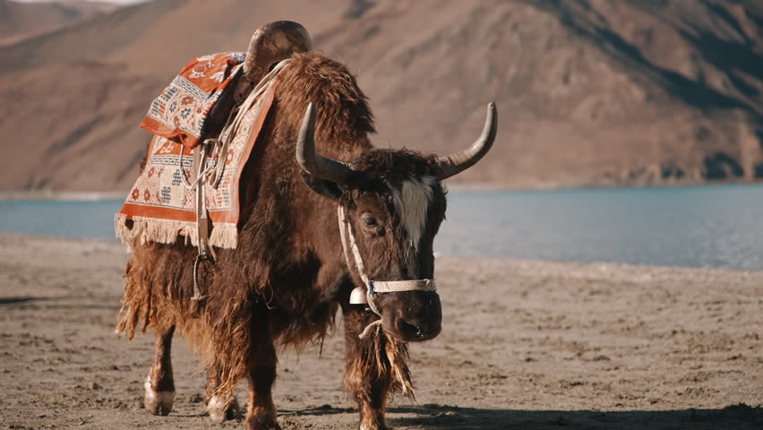 Close-Up of Tibetan Yak With Traditional Saddle by the Lake