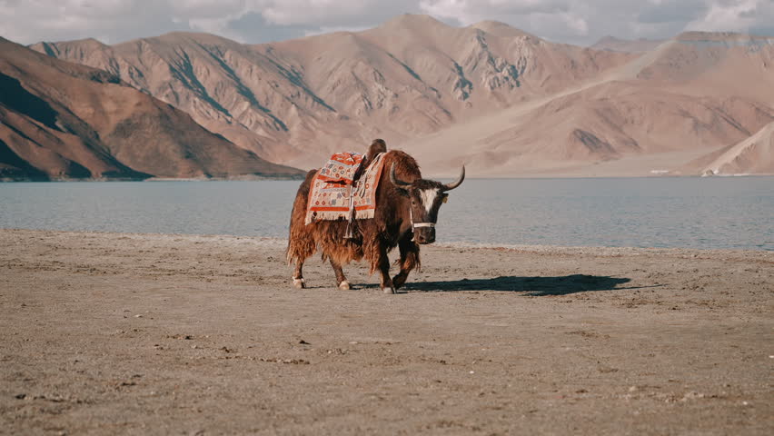 Tibetan Yak Walking by Lake With Himalayan Mountains