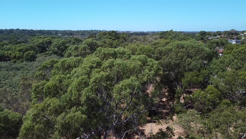 Aerial rise up view over tall trees and Joondalup Lake Australia
