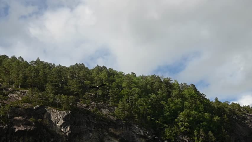 White-tailed eagle dives toward Norwegian lake to catch fish, misses, and flies off past forested cliffs