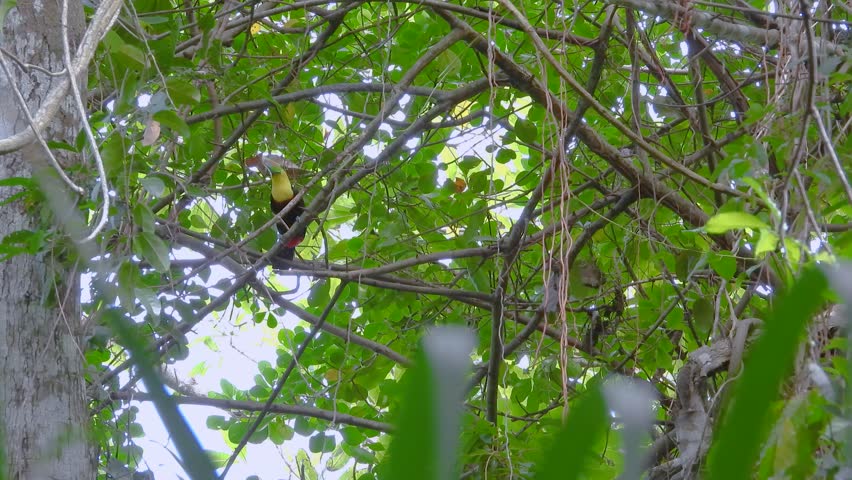Keel-billed Toucan Perching On Tree Branch In The Forest. low angle shot