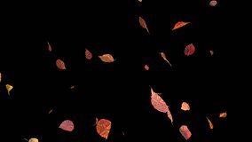 Realistic autumn leaves falling on transparent alpha channel. Seamless loop animation for seasonal projects, video overlays, and motion graphics. Isolated fall foliage effect. 4K alpha channel footage - Powered by Shutterstock - Get 15% off with code: PIKWIZARD15