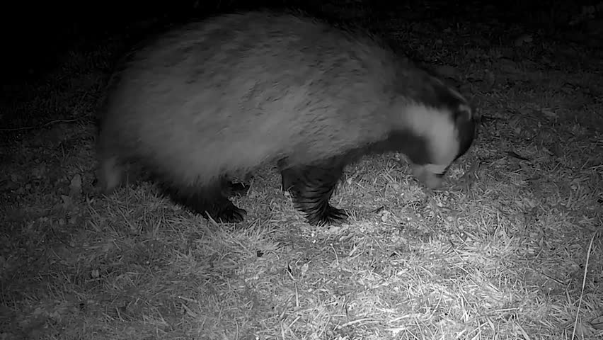 Badger  At night   startled  by  loud  sound 