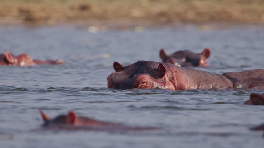 Several hippopotamuses (Hippopotamus amphibius) float just beneath the surface of the Nile River in Uganda, their eyes and nostrils peeking out above the water in a calm real-time scene.