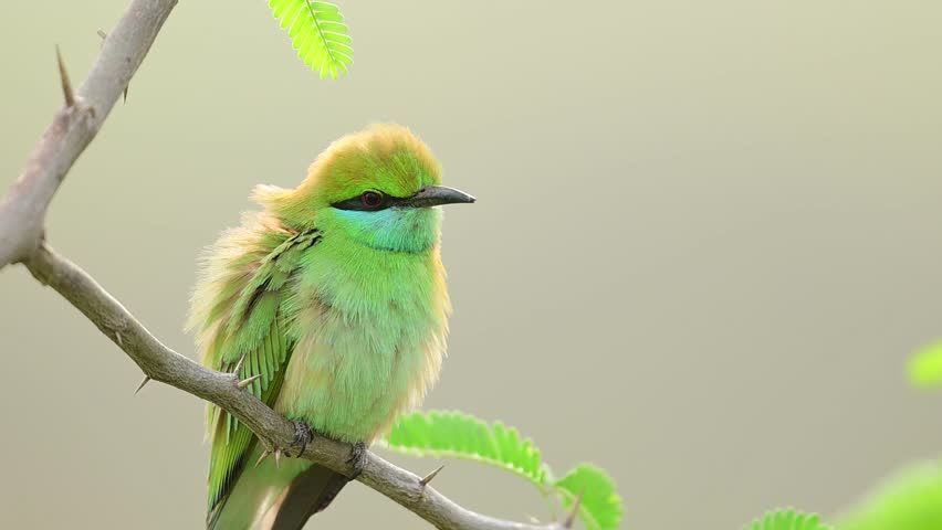 Closeup of Green Bee-eater Perched on a Branch in a Lush Field in morning