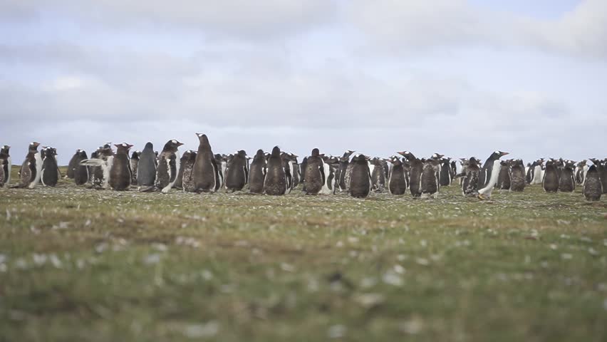 Rare albino penguin chick navigating through dense gentoo penguin colony in antarctic landscape, showcasing unique genetic variation amid cloudy polar environment