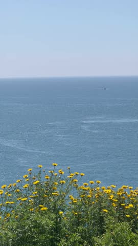 Looking at the sea from the coast covered with yellow flowers