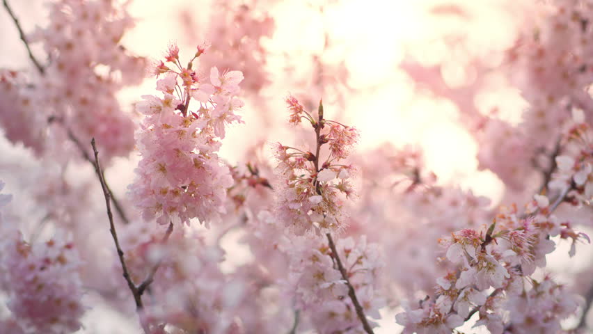 Closeup pink Sakura flowers cherry blossom in full bloom in soft spring light, Sakura blossoming season in Japan, Beautiful nature spring background with a branch of blooming sakura, sunset