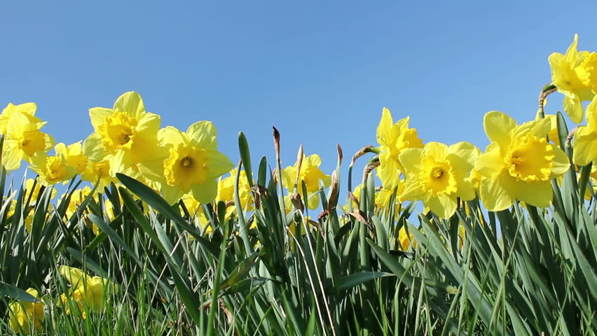 springtime flowers on sunny day clear Stock Footage Video (100% Royalty ...