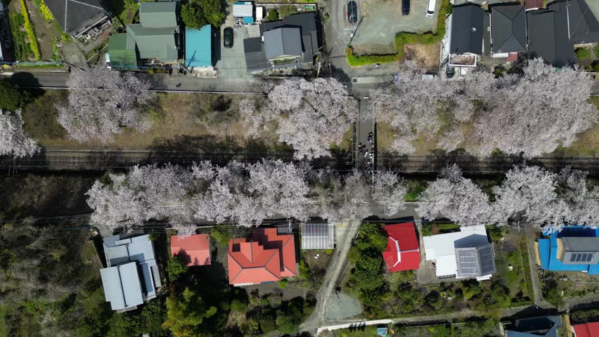 Flying over typical Japanese village with cherry blossom trees in full bloom