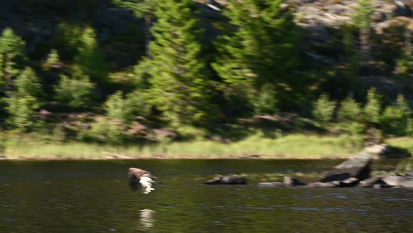 Large osprey with huge wingspan flies over lake with fish clutched tightly in talons, handheld follow
