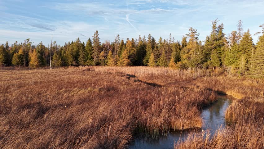 Aerial view of a windswept marsh bordered by evergreen forest under a bright blue sky