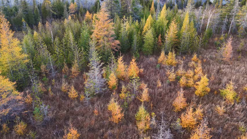 Colorful aerial drone view of autumn trees in transition across Michigan’s Upper Peninsula wilderness