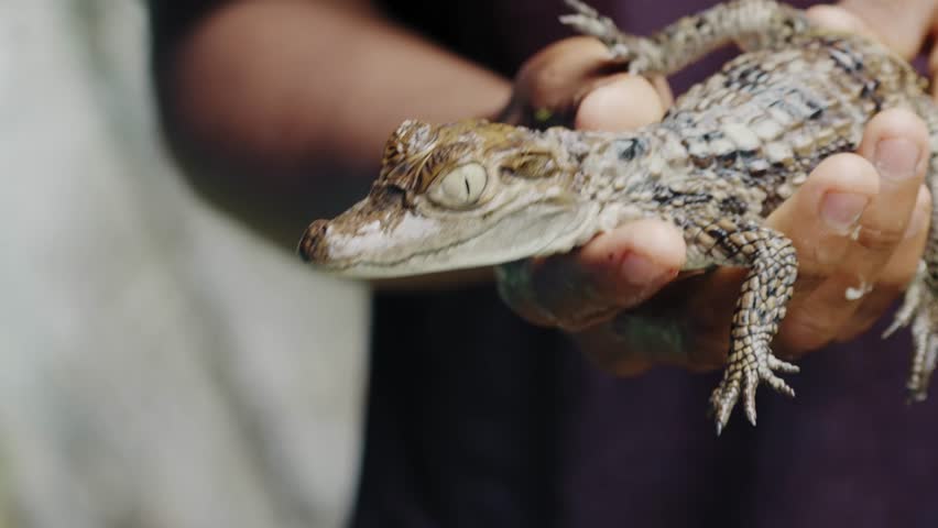 Baby Caiman Held in Hand Close-Up - Amazonas, Colombia