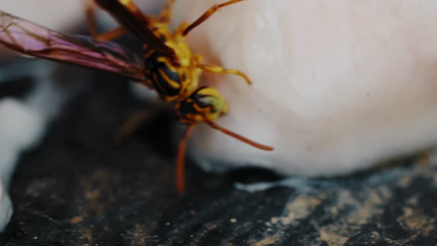 Yellow and Black Wasp Feeding Close-Up - Amazonas, Colombia