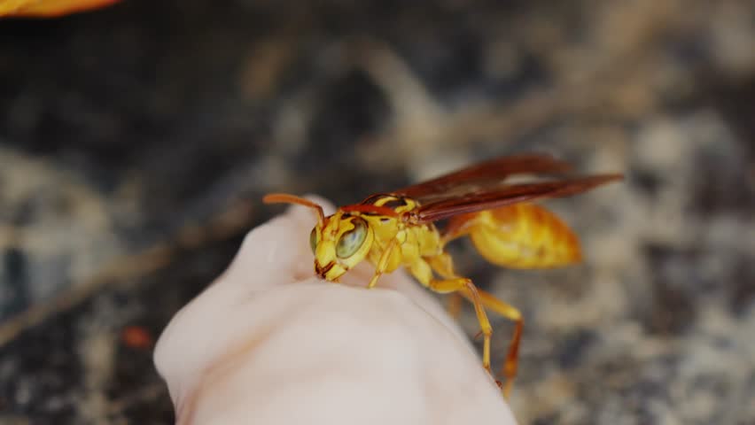 Yellow and Black Wasp Feeding Close-Up - Amazonas, Colombia