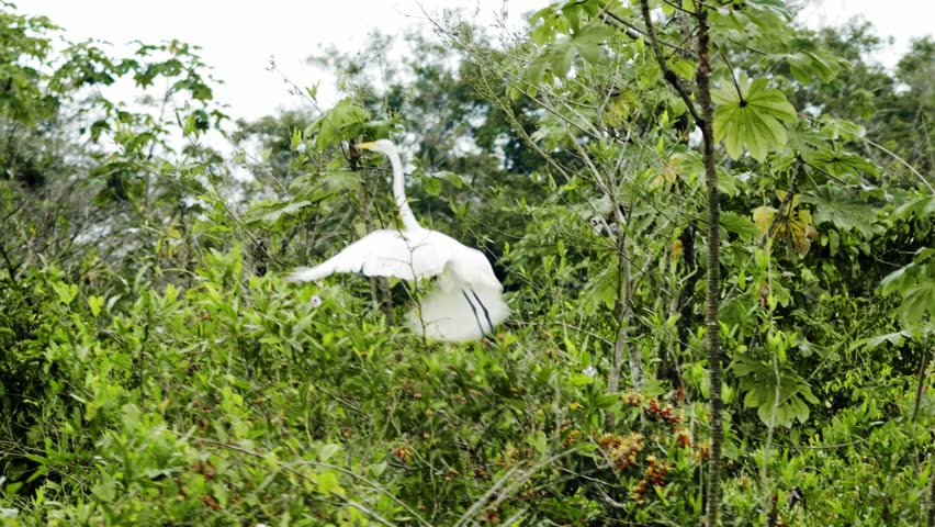 Great Egret Standing in Lush Forest - Amazonas, Colombia
