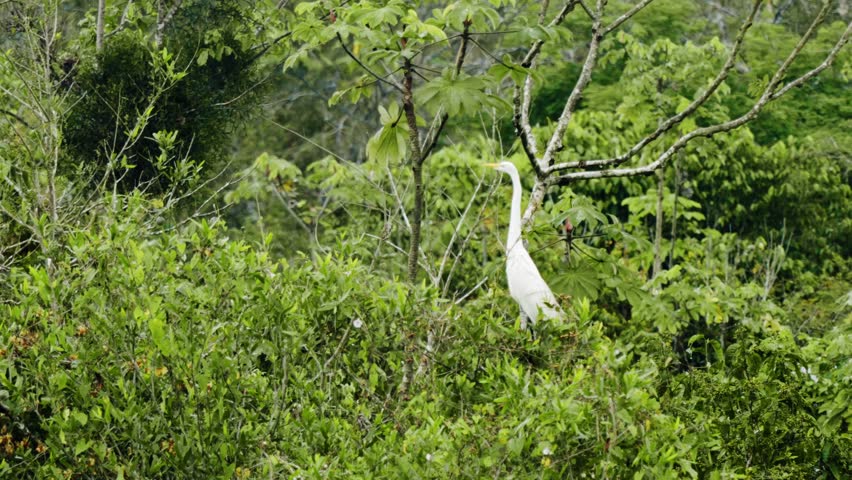 Great Egret Standing in Lush Forest - Amazonas, Colombia