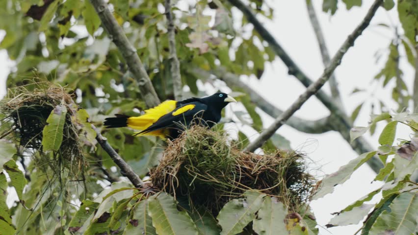 Yellow-Rumped Cacique Perched on Nest - Amazonas, Colombia