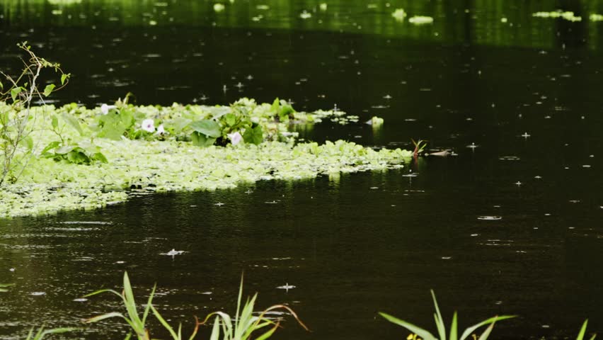 Rainfall Over Floating Vegetation in Amazon River - Amazonas, Colombia
