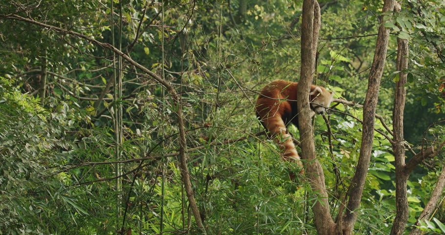 Agile Red Panda Panda Climbs Tree In Search Of Leaves To Eat. Ailurus Fulgens Or Lesser Panda Is Small Mammal Native To The Eastern Himalayas And Southwestern China. Red Pandas Are Also Symbol Of