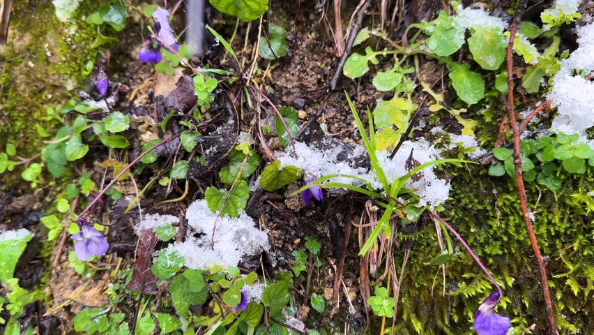 wild flower winter snowfall cold frozen forest nature beautiful bloom blossoming blue flora floral horn violet petal plant purple rural season springtime violet village countryside iran landscape