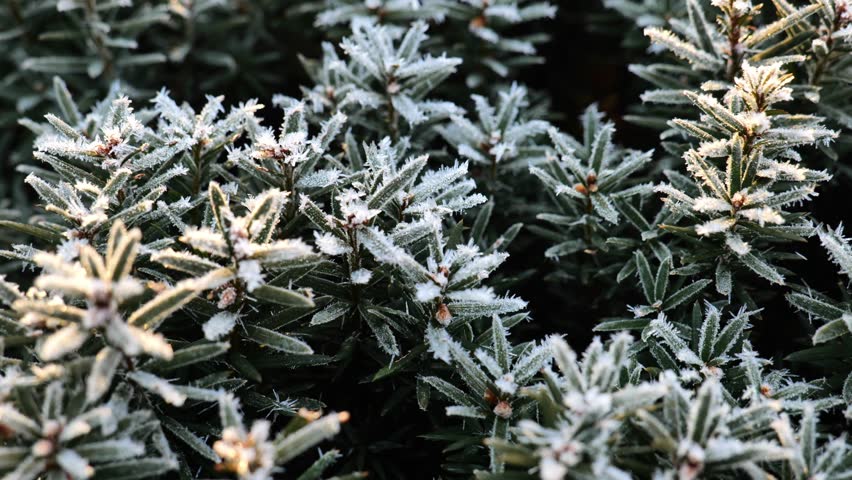 Fir branches in hoarfrost.Frost on plants. Frost weather. 4k footage