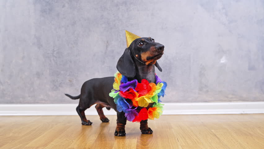 A black and tan dachshund wearing a rainbow-colored ruffle and yellow birthday party hat stands on a wooden floor against a gray wall looking slightly upward and bark