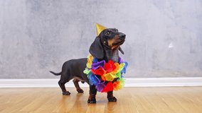 A black and tan dachshund wearing a rainbow-colored ruffle and yellow birthday party hat stands on a wooden floor against a gray wall looking slightly upward and bark - Powered by Shutterstock - Get 15% off with code: PIKWIZARD15