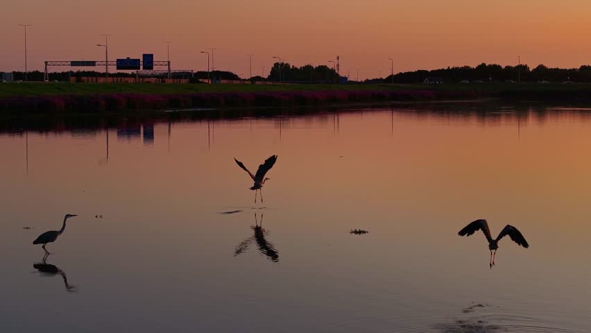 Aerial ascend tracking follows golden reflections and birds silhouetted on calm water flying over pink orange hues from sky